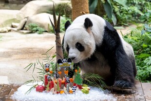 熊猫享用多彩食物盛宴