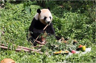 熊猫惬意享用新鲜竹子