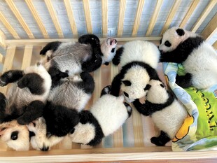 一群萌态熊猫幼崽躺卧