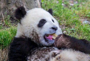 憨态熊猫惬意躺卧进食