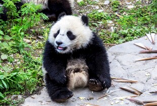 憨态可掬的大熊猫坐于石上
