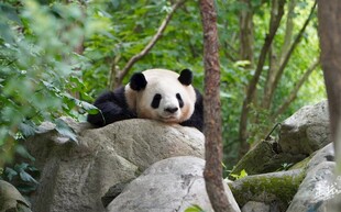 熊猫惬意趴于石上