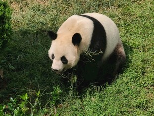 草地上的可爱大熊猫