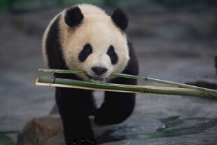 熊猫叼着竹子憨态可掬