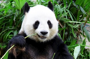 憨态可掬的大熊猫吃竹子