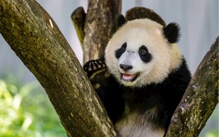 熊猫惬意攀于树枝间