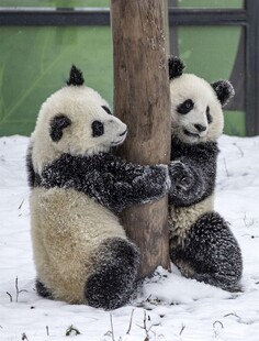 雪地中抱树的可爱大熊猫