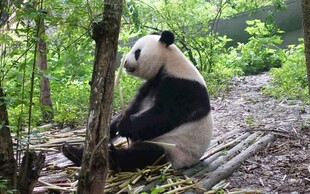 林间熊猫坐于竹旁休憩