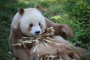 憨态熊猫惬意享食竹子