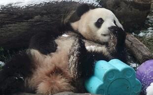 憨态熊猫惬意躺卧玩耍