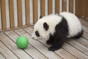 熊猫幼崽玩绿色小球