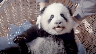 躺坐的可爱大熊猫