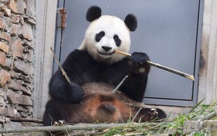 熊猫悠闲进食竹子