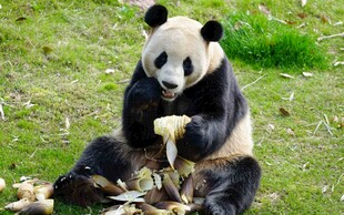 熊猫惬意享用竹子