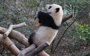 熊猫惬意坐枝头