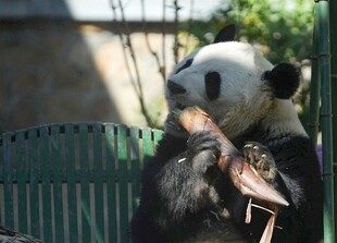 熊猫惬意进食竹子