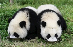 草地上的两只可爱大熊猫