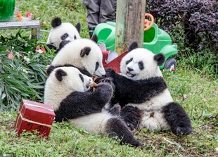 可爱熊猫聚在一起玩耍