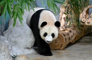 憨态可掬的大熊猫