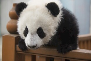 可爱熊猫趴在木栏杆上