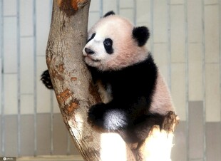 熊猫倚树憨态可掬