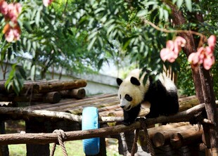 竹林中憨态可掬的大熊猫