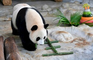 熊猫专注嗅闻绿色竹子