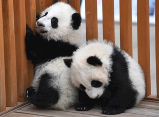 三只可爱熊猫互动瞬间