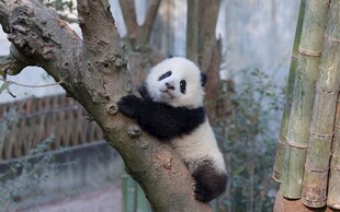熊猫惬意趴树枝