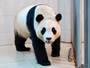 可爱大熊猫室内行走