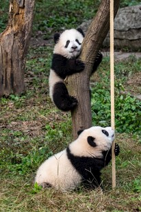 两只熊猫在林间玩耍
