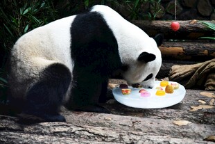 熊猫享用美味水果拼盘