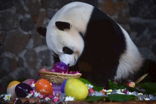 熊猫享用多彩水果盛宴