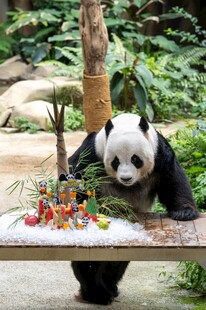 熊猫享用丰盛水果大餐