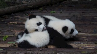 依偎的熊猫幼崽