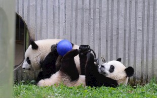 两只熊猫嬉戏玩耍