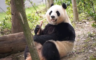 憨态可掬的大熊猫坐于林间