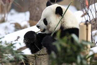 雪地中进食的可爱大熊猫