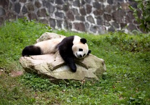 石上休憩的可爱大熊猫