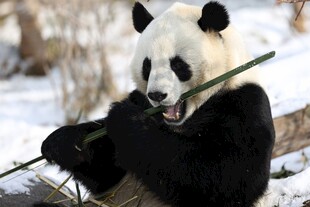 雪地中进食的可爱大熊猫