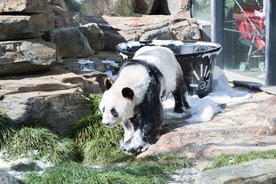 熊猫于户外玩耍进食