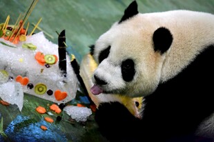 熊猫享用多彩食物盛宴