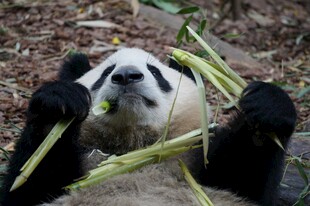 熊猫惬意享用竹子