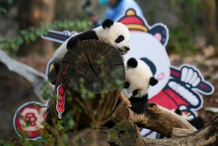 熊猫玩偶置于自然场景中