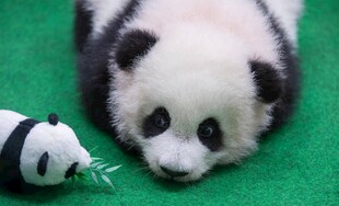 可爱熊猫与玩具相伴