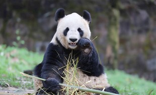 憨态熊猫坐享美味竹子