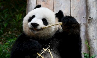 熊猫惬意啃食竹子
