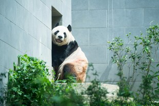 窗边憨态可掬的大熊猫