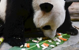 熊猫享用彩色食物拼盘