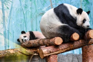 两只熊猫惬意趴木头上